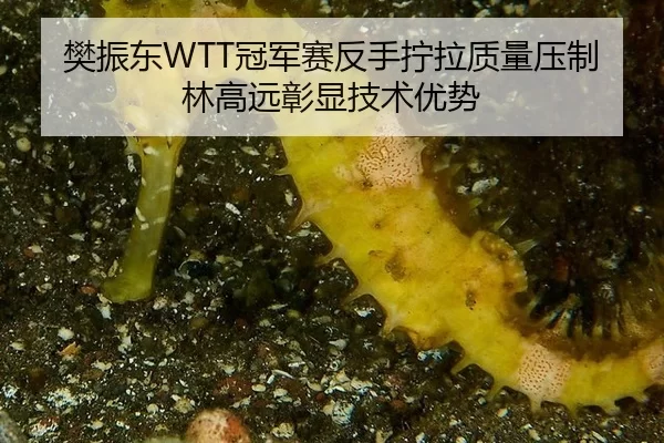fan-zhen-dong-guan-jun-sai-fan-shou-ning-la-zhi-liang-ya-zhi-lin-gao-yuan-zhang-xian-ji-shu-you-shi-2-413.jpg